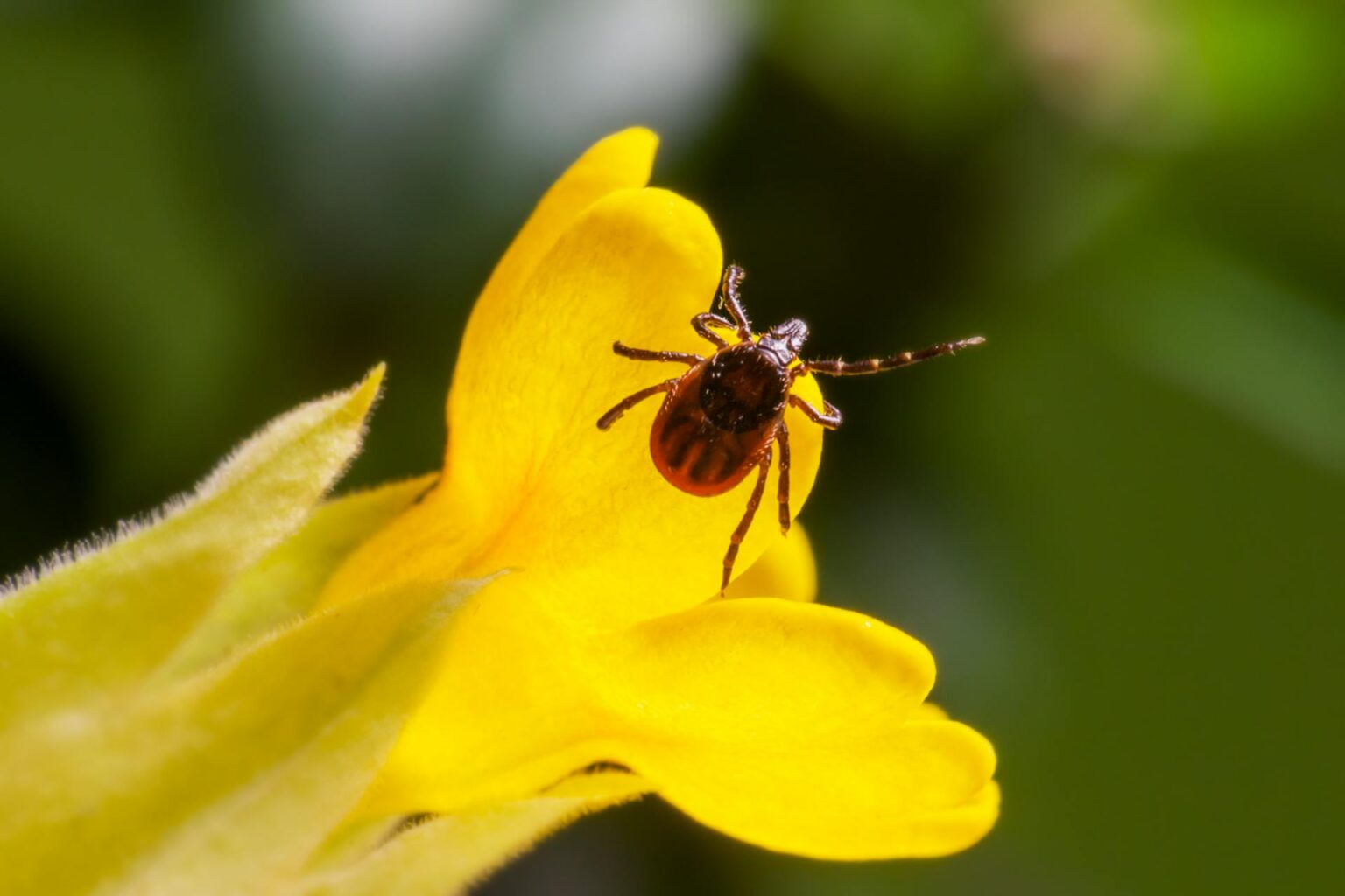 Ticl Insect How to Deal With Tick Bites - RFMMH.com